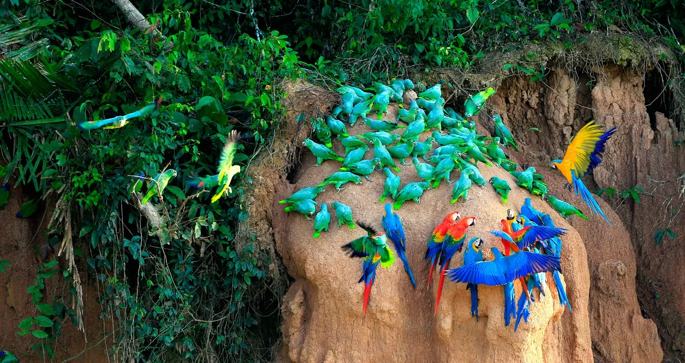 Colorful macaws and parrots gathering at an Amazon clay lick