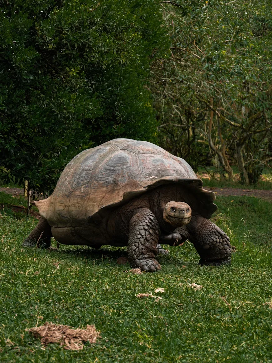 A Galápagos giant tortoise grazing on green highland grass