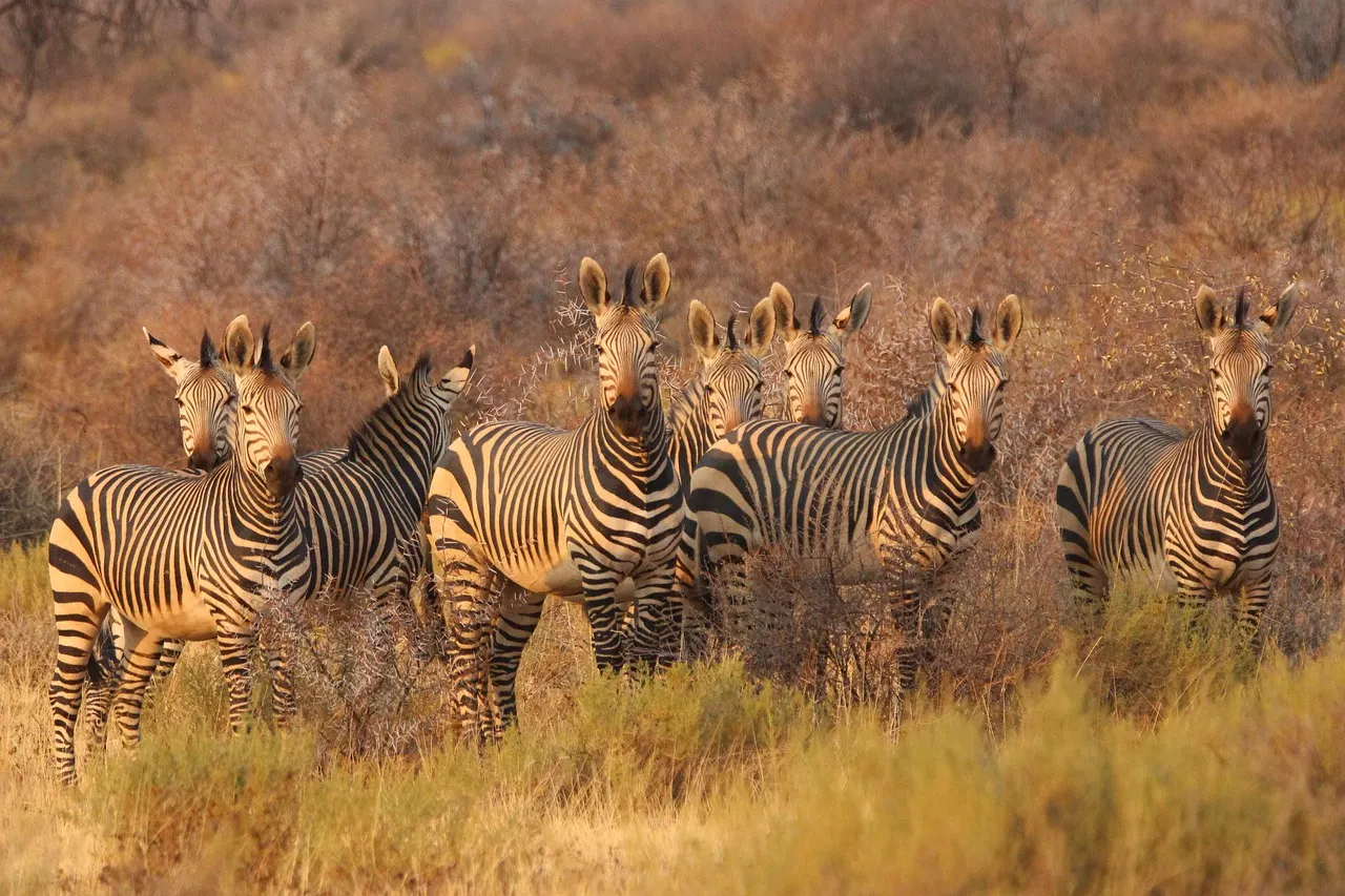 Zebra herd in warm golden light on a final morning game drive before departing Kruger