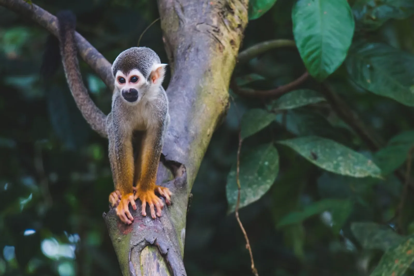 Squirrel monkey perched in the Amazon rainforest canopy