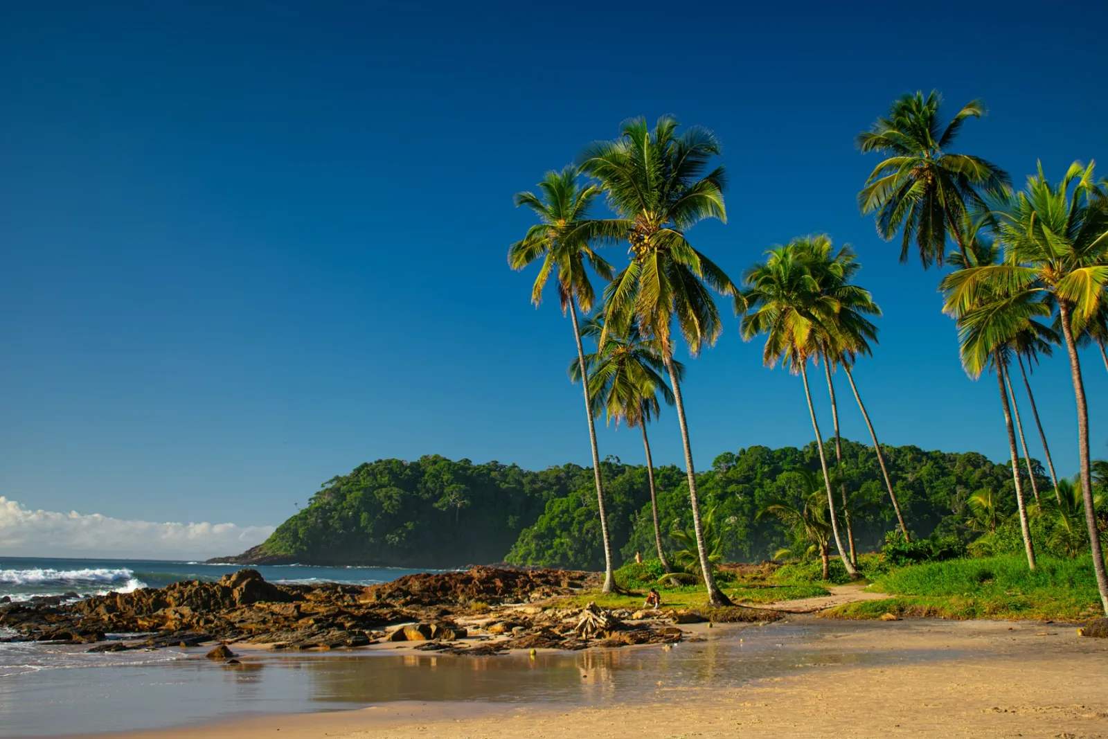 Itacaré beach and Bahia coastline with coconut groves