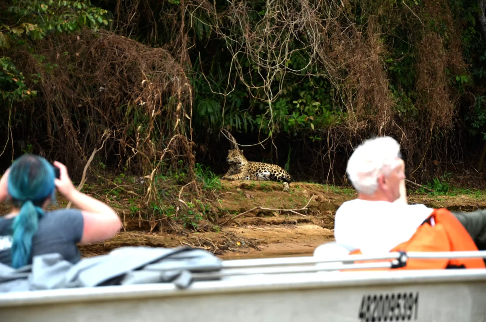 Travellers photographing a jaguar resting on the riverbank from a boat in the Pantanal