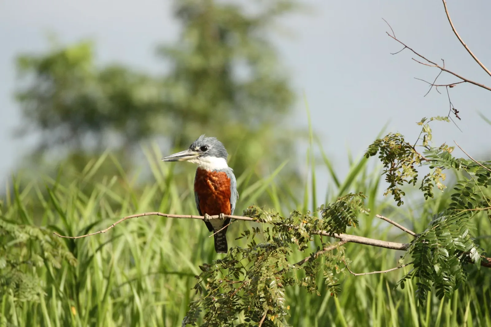 Ringed kingfisher perched on a branch in the Pantanal wetlands