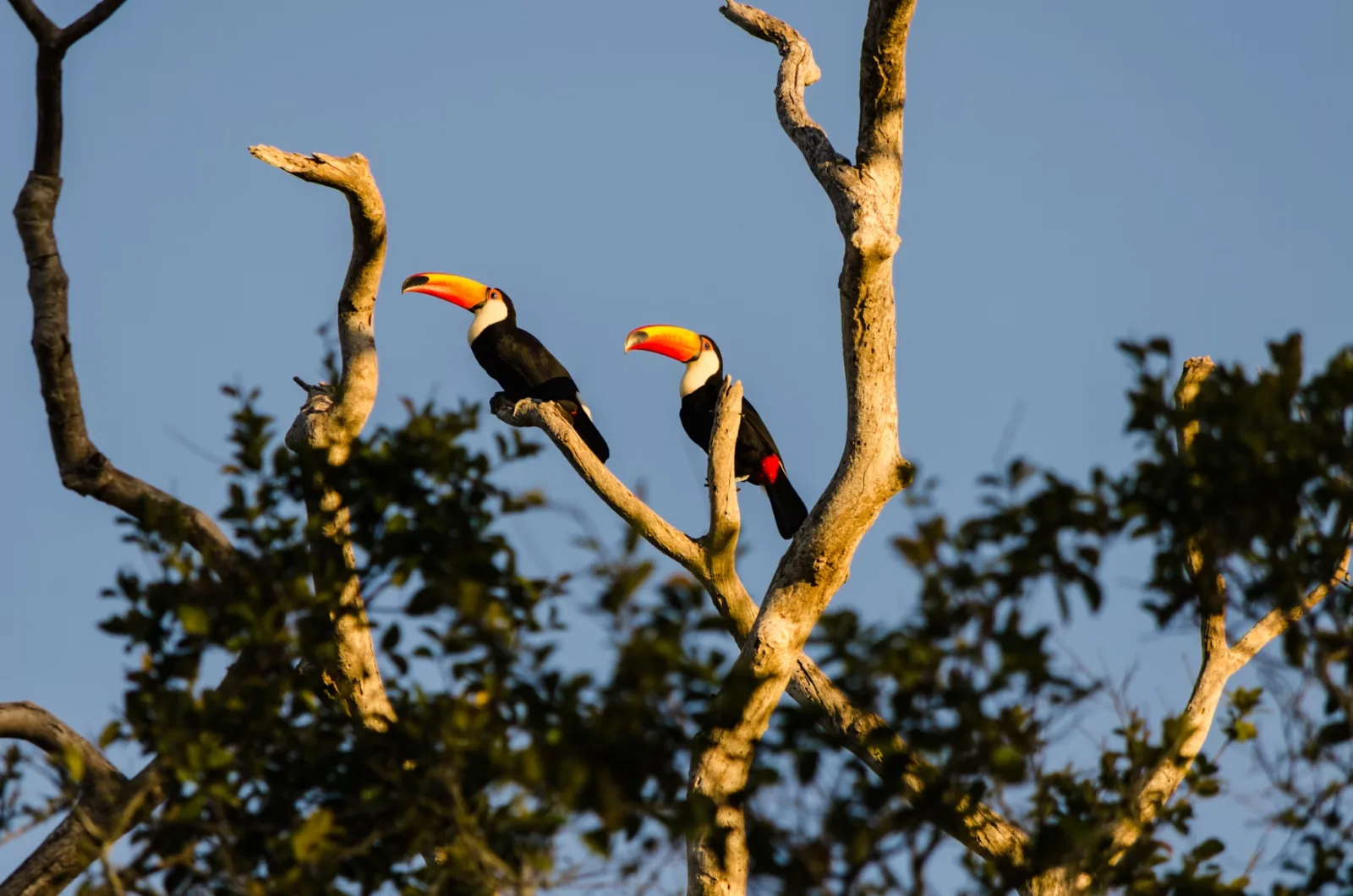 Pantanal wildlife viewing with birds and wetland habitat in Brazil