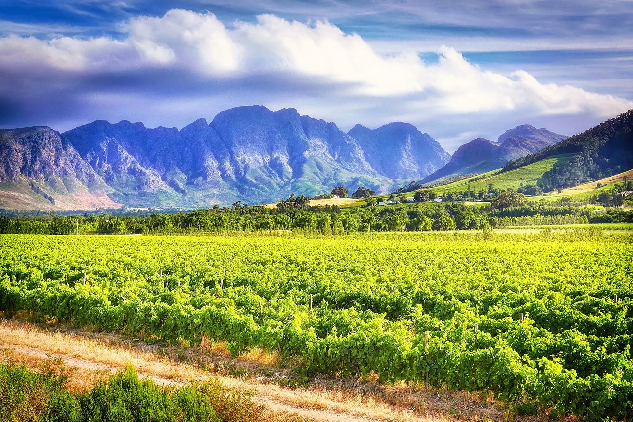 Vineyards in the Cape Winelands with dramatic mountain backdrop in Stellenbosch South Africa