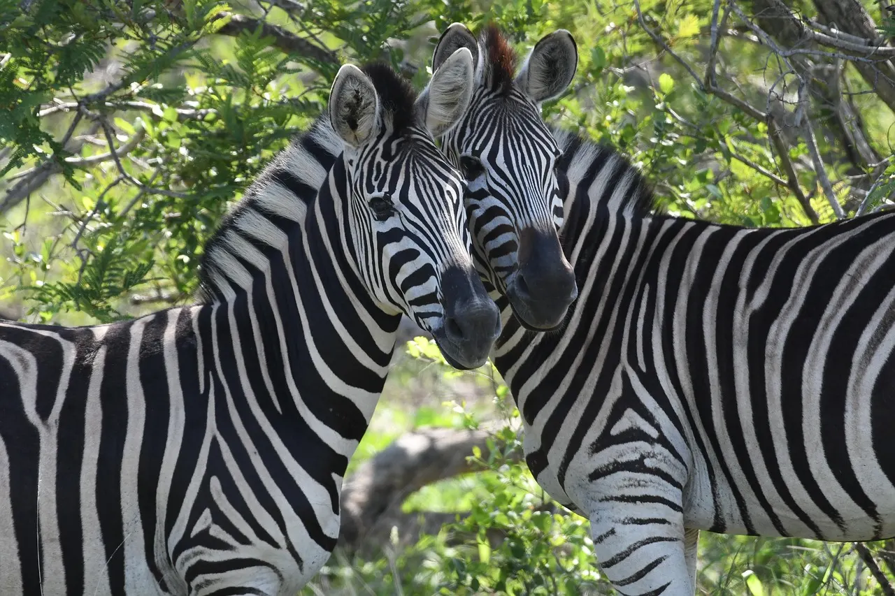 Zebra pair in the bush at a private game reserve in the Greater Kruger area South Africa