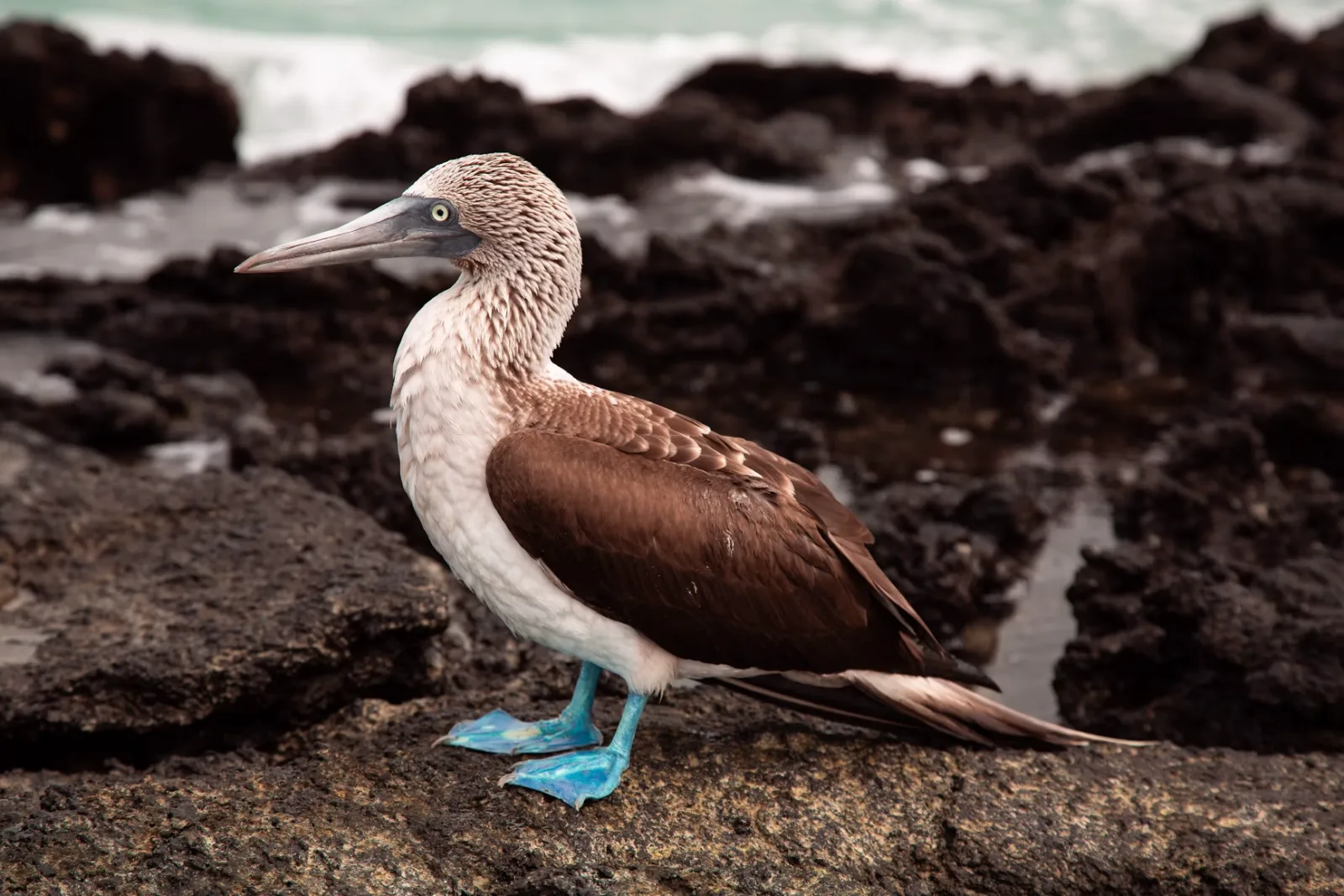 Galápagos wildlife and expedition cruising