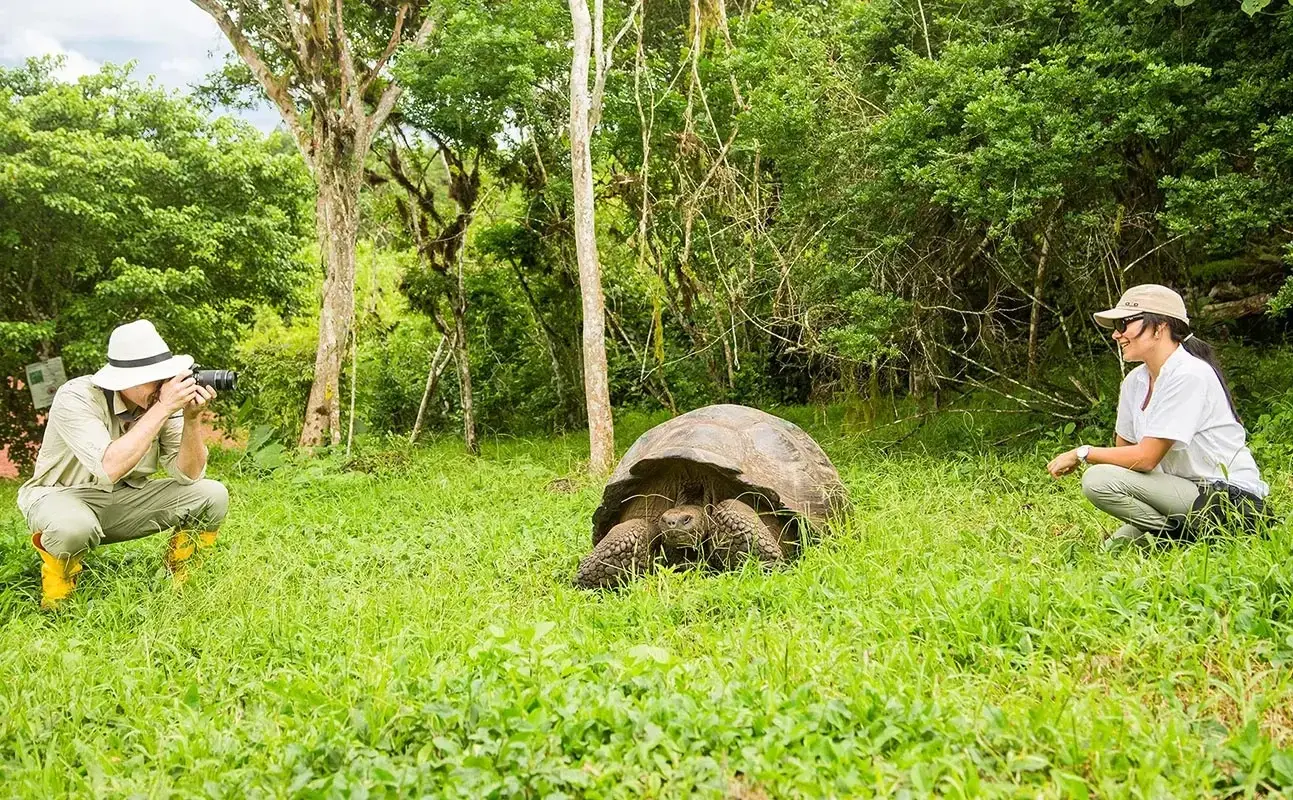 Giant tortoise walking in the Galapagos Islands