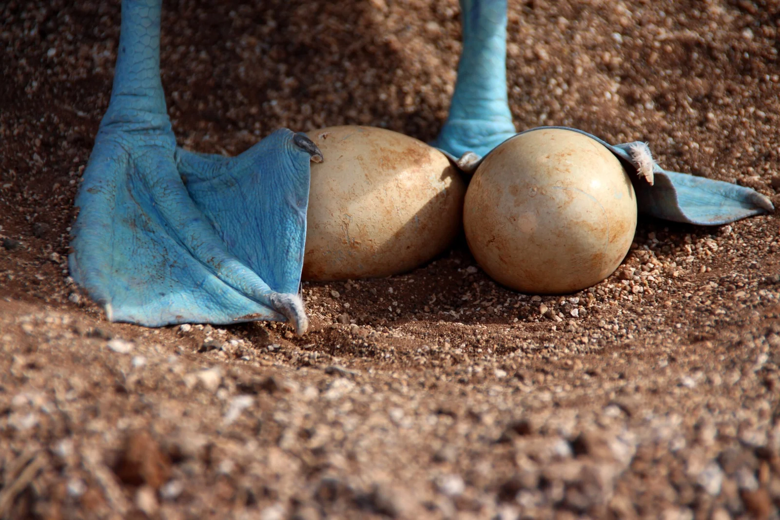 Blue-footed booby with eggs in the Galápagos Islands