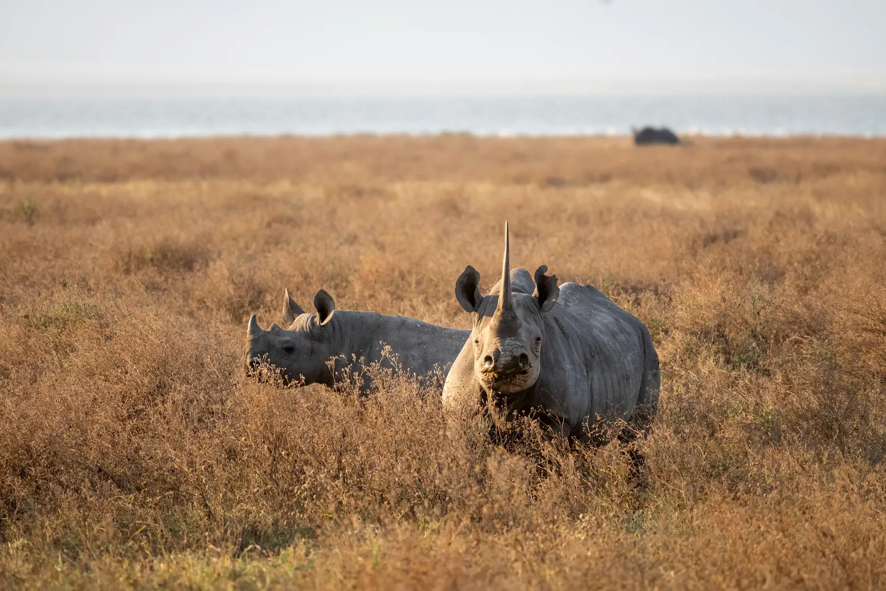 Two black rhinos in the dry grass of the Ngorongoro Crater floor in Tanzania