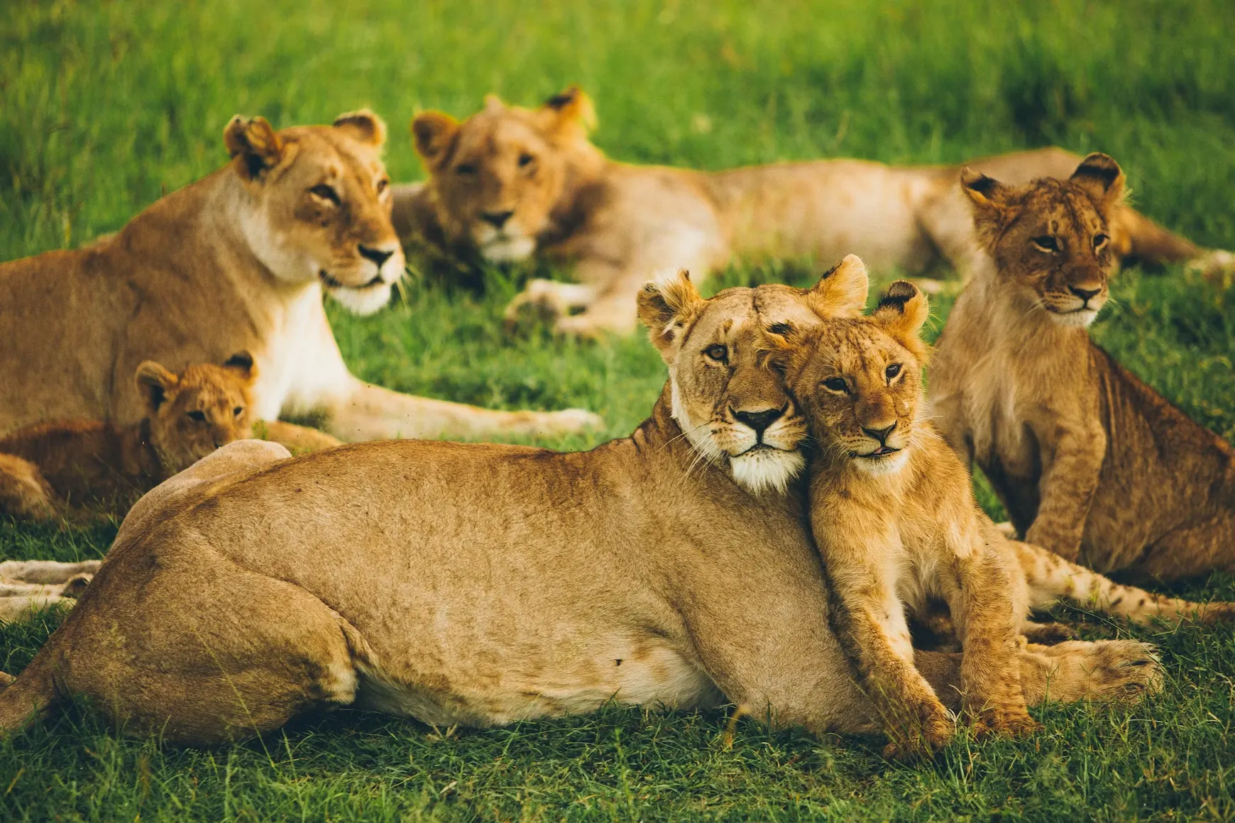 Lion pride with cubs resting together in the lush grass of the Masai Mara