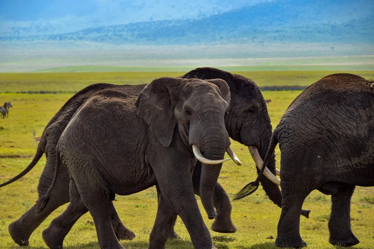 Northern Serengeti landscape in Tanzania with open savannah and distant kopjes