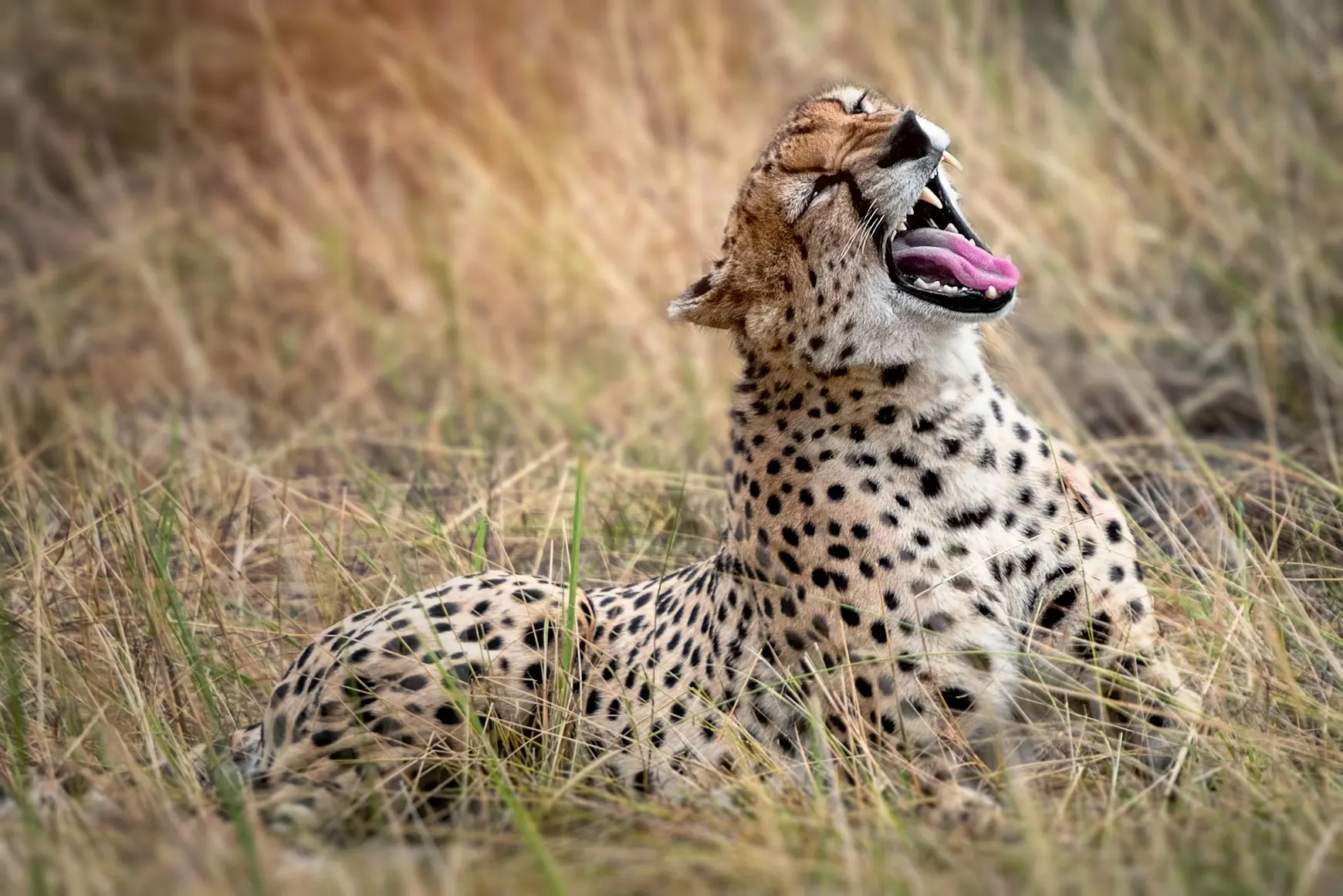 Cheetah resting in tall dry grass in Northern Serengeti, Tanzania