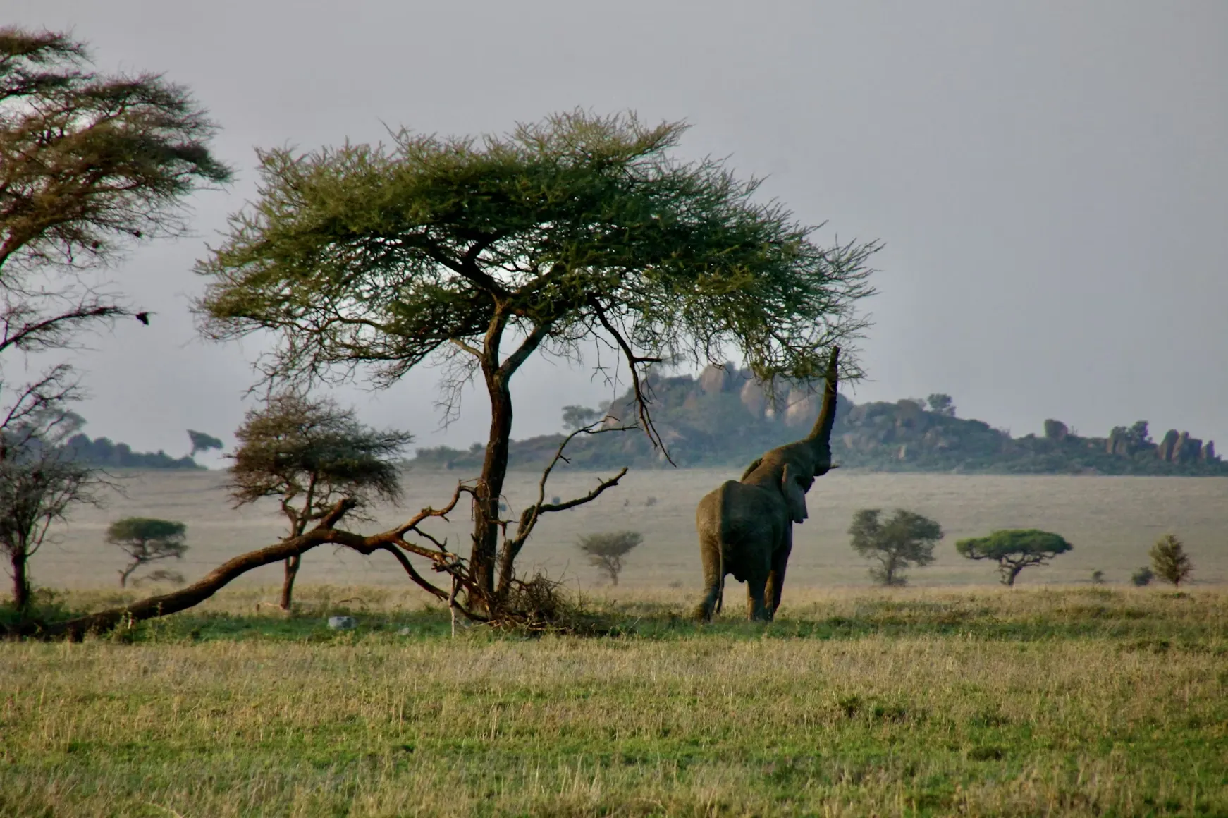 Elephant reaching its trunk up into an acacia tree on the Serengeti plains