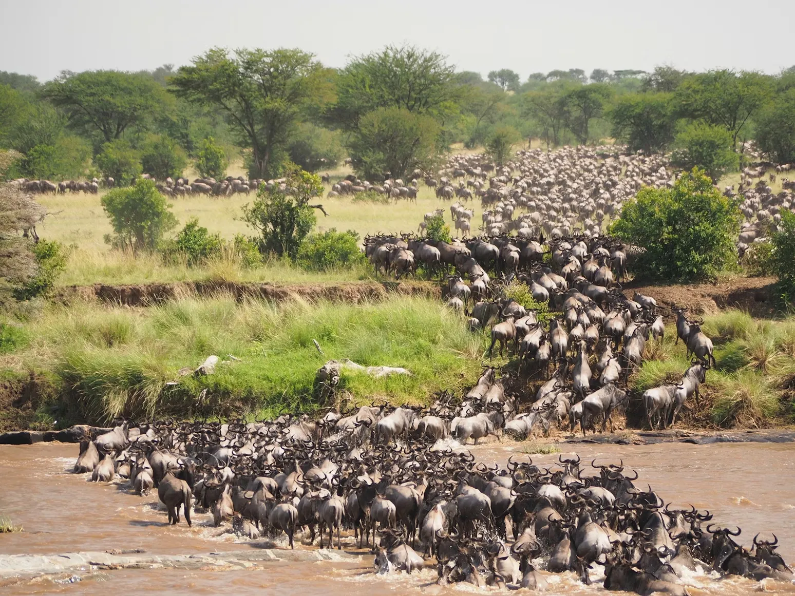 Wildebeest Great Migration river crossing in the Masai Mara with thousands of animals