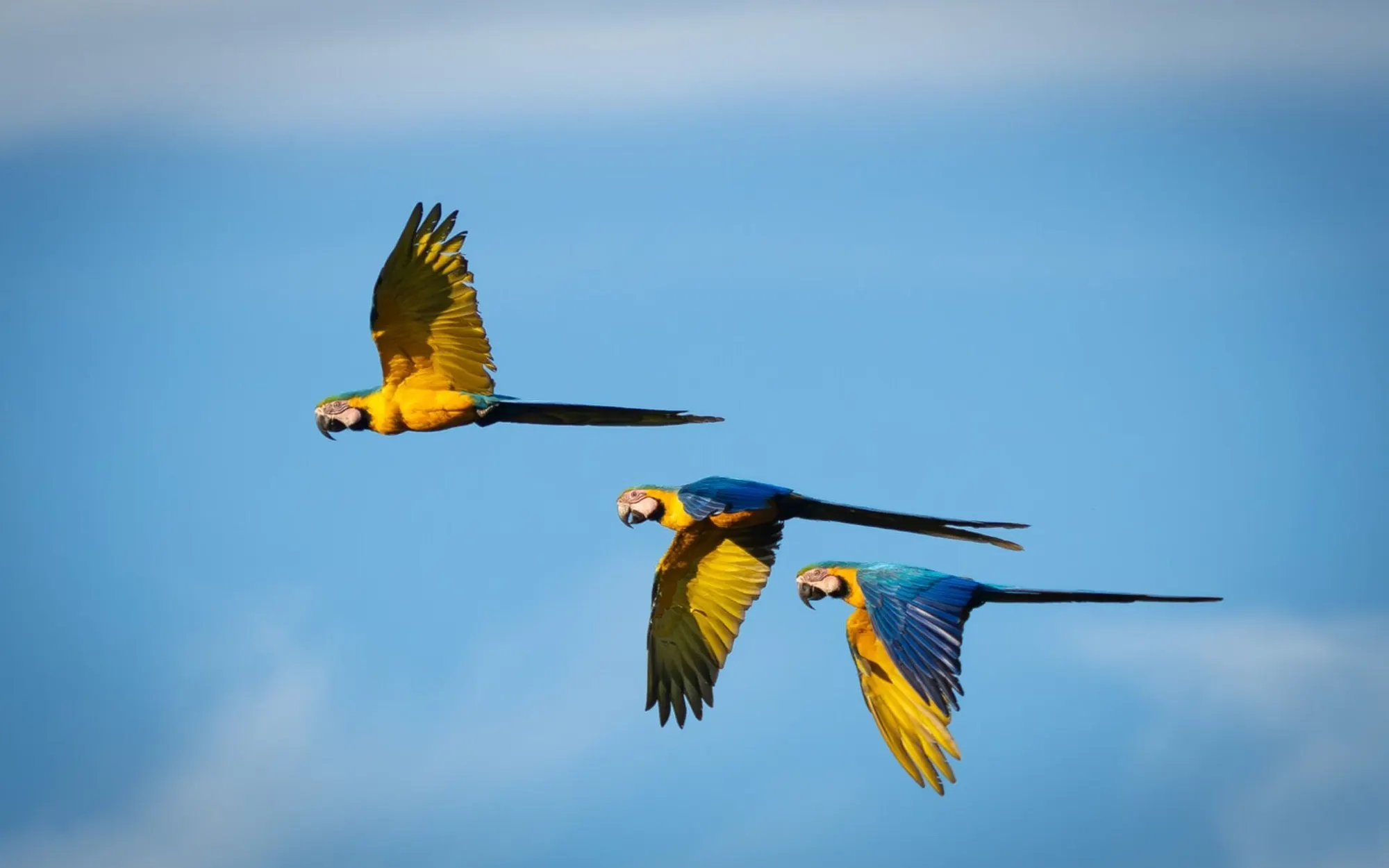 Amazon rainforest scenery in Ecuador